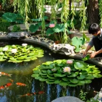 Pond plants thrive in a serene garden setting with koi fish swimming.